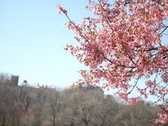 アメリカ桜旅　5　ニューヨーク市の桜