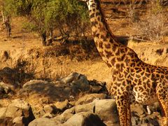 タンザニア ルアハ国立公園vol.5 野生との境界線はない！部屋の周辺を散策して「セルフサファリ」&バードウォッチングを楽しむ！
