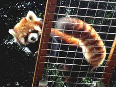 初秋のレッサーパンダ紀行【２】　池田動物園