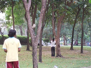 11日曜ベンチャシリ公園のリス