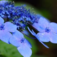 なんとなく訪れた河口湖～天上山の紫陽花～