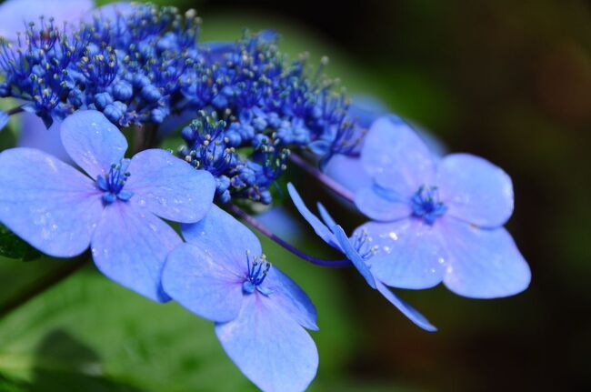 なんとなく訪れた河口湖～天上山の紫陽花～