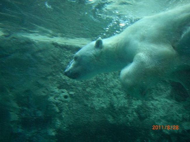 小学1年生・小学4年生の子供を連れて、家族で北海道へ行ってきました。<br />レンタカーでまわりました。