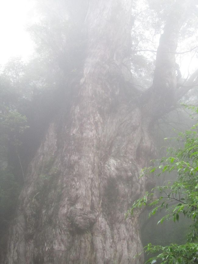 朝霧の中、神秘的にたたずむ縄文杉に別れを告げて、帰路に着きます。