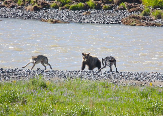 イエローストーン〜グランドティトンの5日間の旅行中に出会った動物・鳥を抜粋。<br />見たかった、グリズリーベア、オオカミ、ハクトウワシなどが見られ、大満足の旅行だった。<br />一方で、ムース、ビックホーンシープ、ハチドリ、ビーバーは見れず。次に訪れる際には、これらを見る確率の高い場所を中心に訪れたい。<br /><br />時系列や場所はランダムで掲載。その他の観光を含めて、「前編・後編」にも同一写真を掲載。<br /><br />