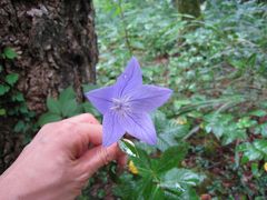 富山で生活☆　vol.2 秋の七草と野の花散策in太閤山ランド