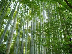 箱根鎌倉/報国寺...緑いっぱいの旅