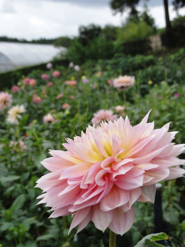 初夏から秋まで楽しめる花「ダリア」と、もう時期が過ぎたが「大賀ハス」はどうなっているかを確かめに<br />町田ダリア園と薬師池公園を訪ねた。<br /><br />