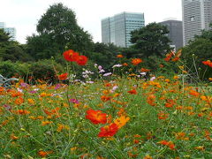 たまにはお花でもと浜離宮へ