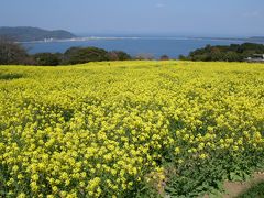 能古島（のこのしま）アイランドパークで菜の花のお花見