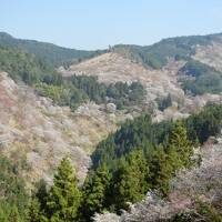 吉野千本桜、高野山、熊野三山&古道を見るなら、このツアーがお得！！！