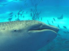 １７．２０１１年夏休み８泊９日の国内旅行　沖縄美ら海水族館（おきなわちゅらうみすいぞくかん） サメ博士の部屋 危険ザメの海 美ら海シアター 黒潮の海 黒潮探検（水上観覧コース）