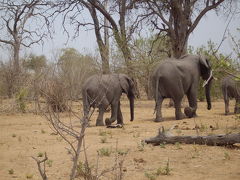アフリカ南部の旅　３　動物の生態系とケープタウン