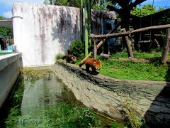 初秋のレッサーパンダ紀行【３】　静岡市立日本平動物園　風太君のお母さんに会いに