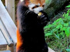 初秋のレッサーパンダ紀行【４】　浜松市動物園　チイタ君と再会