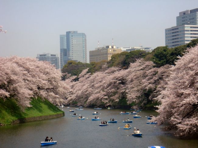 毎年桜の季節には、都内をあちこち桜めぐりをしております。意外と、有名どころよりも、近所の学校の桜が一番きれいだったりするんですよね・・・。