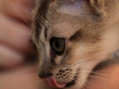 【猫カフェ32】 ちびねこのライちゃん大暴れ　「てんてん」 ２回目