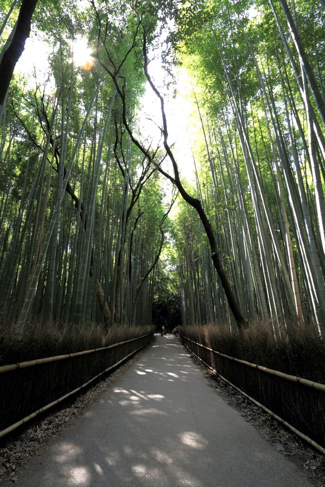 嵐山の渡月橋と天龍寺と竹林、そして太秦まで移動して広隆寺の弥勒菩薩像を見て太秦映画村に行ってきました。<br />真夏の暑い日だったのですが、竹林はとても涼しかったのですが虫が結構いて刺されました。<br />太秦映画村は初めて訪れたのですが、思ったよりも楽しめて大人でも十分満足出来る施設でした。<br />水戸黄門の撮影の裏話なども聞けて貴重な体験をすることが出来ました。