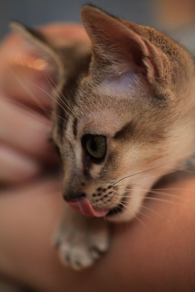 ８月２５日に子猫のももちゃん（猫喫茶 猫の箱）に会いに行って以来、ちびねこ情報をせっせと収集しているみにくま夫婦。<br />今回、猫カフェてんてんに、生後３ヶ月くらいのおちびちゃんがいるとの情報を入手し、早速行ってきました。<br /><br /><br />◎ てんてん<br /><br />住所　大阪市城東区中浜６−１３−３<br />電話番号　０６−７５００−５２２３<br />営業時間　１０：００〜１９：９９<br />料金　１時間　１０５０円（１ドリンク）<br />　　　２時間　１６８０円（同一ドリンク２杯）<br />　　　フリー　２１００円（好きなドリンク２杯）<br />　延長３０分　　５００円 <br />