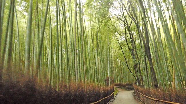 1557高雄神護寺より，国道162号線周山街道から山越道をとおって広沢池に．雨の中も風情がある．太秦広隆寺で弥勒さんにお会いする．目の前の嵐電のカラフルな電車を撮影．このまま京都駅に行き，早い新幹線に乗変しようとおもったが，最初に帰りの列車を運転手さんに行ってしまったため，まだ時間があるので案内すると．儲けようと思っているなと思うが，まあいいか．車折神社，嵐山渡月橋から，なんと竹林のハイキングコースをタクシーで回ってしまった．1700でお寺も閉まり，館呼応客も少なくなってからの離れ業．これはけっこうおもしろかった．晴れたらハイキングに最高のところだが，雨の日に車で回るのも乙なものだ．本当に今日は雨の一日だった．1754京都駅．弘法様命日のどら焼きをゲット！そう今日は21日だ！（写真を撮るのを忘れた）1832発のぞみ48号で新横浜へ帰った．スペインポルトガルから帰った翌日の研究会であったが，研究会自体もよかったし，ついでに雨で緑のきれいな神護寺，広隆寺，嵐山竹林を回れたのは素晴らしかった．日本は本当にきれいで素晴らしい国だ！