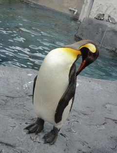 台風にハラハラ!北海道の旅　②札幌～癒しの旭山動物園～「フラノーブル　MATSUO」でジンギスカン～雨の美瑛・富良野～キロロ
