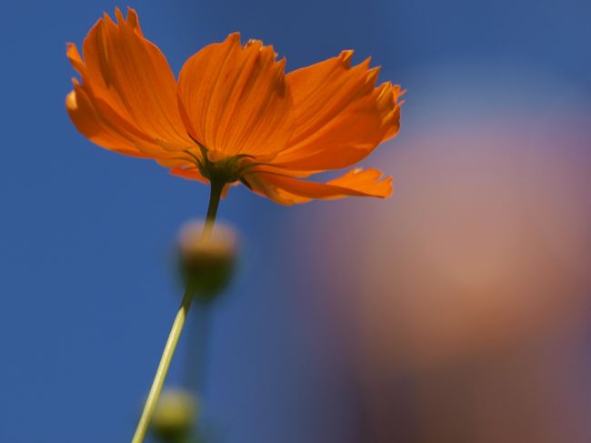 新聞に綺麗なコスモスの花の写真が目に留まりました。<br /><br />見たい 写したい、、あの 葛西臨海公園にコスモスとは。。<br /><br />幸い 1日 予定なし、、<br /><br />早速 首都高へ 葛西臨海公園へ<br /><br />葛西臨海公園<br />http://www.tokyo-park.or.jp/park/format/index026.html<br /><br />義臣旅記<br />2011 葛西臨海水族園 がんばれアクアマリンふくしまー1<br />http://4travel.jp/traveler/jiiji/album/10579138/<br />2011 葛西臨海水族園 がんばれアクアマリンふくしまー2<br />http://4travel.jp/traveler/jiiji/album/10579247/<br />2007 葛西臨海公園 大観覧車<br />http://4travel.jp/traveler/jiiji/album/10159696/