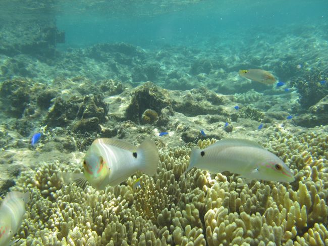 沖縄旅行3日目<br /><br />やっぱり海が好き<br />地元の方に聞いたシュノーケルスポットをはじめ<br /><br /><br />糸満観光農園の衝撃。<br /><br /><br />漢字を見て勘違い<br />“行くものか…”と思っていたけど<br /><br />沖縄最高のパワースポットと知り<br />行ってきました(笑)