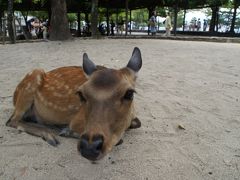 20110815-0815  広島  お盆の宮島