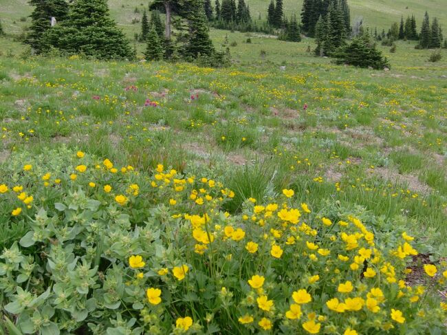 パラダイスは、トレイルに残雪が多く、期待した高山植物もほとんど咲いていない状態。更に、本日の天気は悪くなる予報。なので、早々にサンライズへ移動しました。<br /><br />サンライズは、マウントレニエの北東斜面。南側のパラダイスからは、反時計回りで1時間弱のドライブです。標高約1950mは、パラダイスの約1650mより約300m高い。北東なので陽が当たりづらいからでしょう、マウントレニエはパラダイスよりも雪を多く抱いています。またパラダイスでガッカリしたため、期待していなかった高山植物もかなり咲いており、フローズンレイクへのトレイルを楽しめました。<br /><br />現地、特産物のレニエチェリーもトライ、これが甘く美味しい。大満足で次の宿泊地シアトルへ移動です。<br /><br />初回からご覧になりたい方は、こちらをどうぞ<br />http://4travel.jp/traveler/hanken/album/10597848/<br /><br />