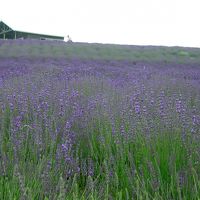 北海道ドライブ旅行記　?　（富良野）