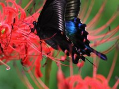 Solitary Journey ［945］ 彼岸花畑を舞うカラスアゲハ蝶 ａｎｄ ノシメ蜻蛉 ＜彼岸花の里：吉舎町辻地区＞広島県三次市