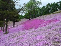 [北海道3日目] 念願の芝桜