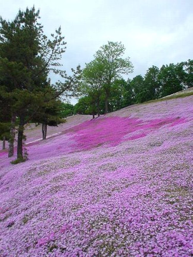 [北海道3日目] 念願の芝桜