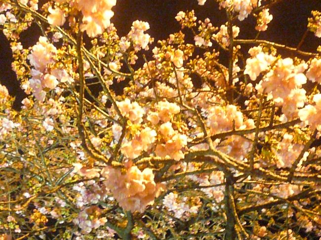 河津桜を見に行きたいという事で、急遽決まった弾丸旅行☆<br />あいにくの天気＆すんごく寒かったけど、桜の色が濃くて綺麗でした。