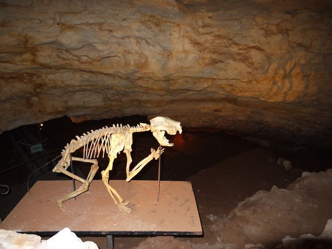南オーストラリア州、世界遺産・ナラコート哺乳類化石地域とマウントギャンビア <br />- World Heritage, Narcoorte Fossil Mammal Sites & Mt Gambier in Souht Australia - <br /><br />1994年に自然遺産に登録されたナラコート哺乳類化石地域。26以上もの洞窟のひとつビクトリア洞窟から発見されたのは、17万年以上前に絶滅したフクロライオンの化石でした。肉食カンガルーや大ニシキヘビなどの化石も多数発掘され、現在も発掘は続けられています。 ここで見つかれる化石のほとんどが、絶滅した巨大哺乳類で、その哺乳類が闊歩して時代に、鍾乳洞へ落ちる落とし穴のようなものが侵食で作られ、その穴に動物達が落ち、化石化、堆積していったものです。当時の事を思い描くと、とてもロマンを感じます。また、ウォナンビ化石センターでは古代生物に関する貴重な展示がされています。<br /><br />鍾乳洞は、個人的に歩けるものもありますが、ほとんどはツアーに参加する必要があります。ツアーの料金、時間は、下記のページをご参照下さい:<br />ナラコート鍾乳洞国立公園:www.environment.sa.gov.au/naracoorte<br /><br /><br />【ルート】<br />メルボルン市内(Melbourne CBD) - マウントギャンビア(Mt Gambier) 445km/6時間<br />マウントギャンビア(Mt Gambier) - ナラコート鍾乳洞国立公園(Narcoorte Caves National Park) 100km/1時間10分<br />*マウントギャンビアは大きな町なので、こちらをベース(宿泊地)とすると良いです<br />*メルボルン空港⇔マウントギャンビア空港間をREX航空が就航しています