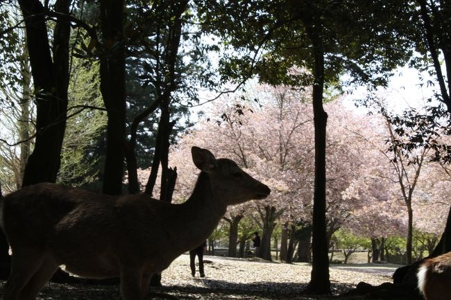 大阪転勤になり、休みを利用して奈良へ。<br />東大寺は小学校の遠足以来だ。