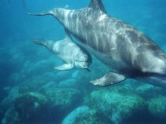 2010 御蔵島で夏休み