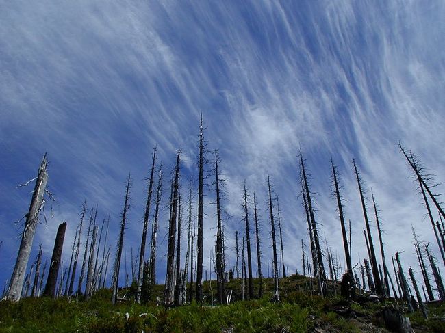 　セント・ヘレンズ山（Mount St. Helens）は1980年に大爆発したことで有名に<br />なった火山です。火口の溶岩ドームが良く見える地点までクルマでアクセス<br />することができます。私はこの山が大のお気に入りになって、仕事でオレゴン<br />滞在中に６回も通ってしまいました。<br />　セント・ヘレンズ山へは、オレゴン州ポートランドからRoute 5を北上して<br />ワシントン州に入り、地方道を東へ（504号で北麓へ、503号&gt;&gt;83号で南麓へ、<br />503号&gt;&gt;90号&gt;&gt;25号&gt;&gt;99号で東麓へ）向かいます。<br />　シリーズ第１回は、一番距離のある503号&gt;&gt;90号&gt;&gt;25号&gt;&gt;99号でアクセス<br />できる、Windy Ridge Viewpointの近くで撮った美しい雲の写真をご紹介します。<br />（名前の通り？）山頂近くはいつも強い風が吹いていて、オーロラを思わせる<br />ような表情豊かな美しい雲が見られます。観光ルートとしては、504号で<br />アクセスする北麓のJohnston Ridge Observatoryの方がメジャーなようで、<br />Windy Ridge Viewpointの側は訪れる人が少なく、大変静かな雰囲気です。<br /><br /><br />こちらも<br />http://donn-tacos.cocolog-nifty.com/blog/2011/08/post-8e58.html