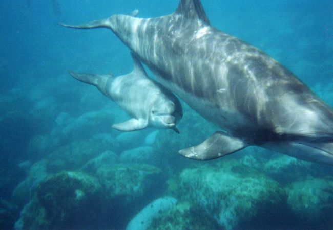 2010年の夏休みは御蔵島で野生のイルカと泳いだよ♪<br />8歳の息子にはちょっとキツイかな？と思った御蔵島。<br />海にもぐったら息子のまわりにイルカが集まってきて息子の周りをクルクルと泳ぎ始めました。<br />とっても楽しい思い出となりました。<br /><br />御蔵島の大海原は息子にはちょっと波が荒くて不安でしたが、<br />サニーブルーさんのインストラクターさんが息子と手をつないで海に入ってくださり、お父さんとお母さんは自由にイルカと遊んでください！と言ってもらえたので存分に楽しむことができました。<br /><br />おかげで野生のイルカと泳ぐという夢が実現しました！！！<br />サニーブルーさんありがとうございました♪<br />http://sunnyblue.info/dolphin.html