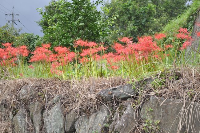 趣味仲間のお姉さま達と、地元新聞社主催バス旅行に参加。<br /><br />彼岸花咲く大分県別府市内成（うちなり）棚田に行って来ました。<br /><br />