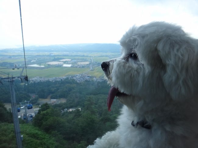 両親と愛犬をつれて箱館山ゆり園へ。