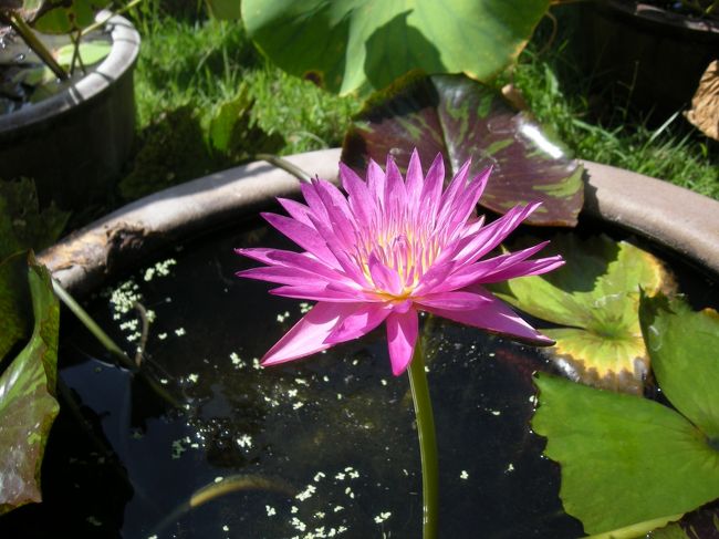 日帰りでの花寺を回るツアーがあり、この秋から参加しようと思い、思い切って参加。<br />説法などもあり、無理をせず、完法したいですが・・・