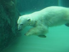 【旭川】　旭山動物園＆旭川市科学館・サイパル