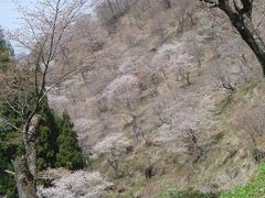 桜色に染まる山肌