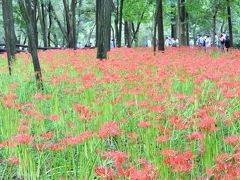 「　朱色の花咲く　巾着田　曼珠沙華～高麗の郷へ　」　2011