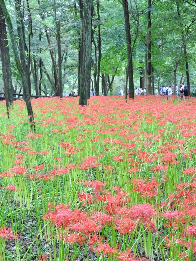 　埼玉県日高市にある巾着田（きんちゃくだ）の「曼珠沙華まつり」に出かけてきました。<br /><br />ここは埼玉県の南部に位置し、西は秩父山地と高麗（こま）丘陵、東には入間台地が広がり、その間を高麗川が流れる。大きく湾曲した高麗川に囲まれた地形が巾着に似ているため、”巾着田”と呼ばれている。<br />　秋のお彼岸の時期に合わせたように咲く曼珠沙華は、ヒガンバナとも呼ばれ、早咲きの群生地では、ちょうど見頃をむかえ大変混雑していました。<br /><br />このあと、高麗郷古民家(旧新井家住宅）そして、この地の開拓の祖・高麗王若光の菩提寺「聖天院」へと寄り道してみました。