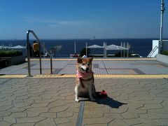 柴犬を連れて"海ほたる"に行ってきました