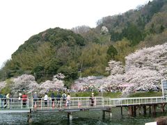 琵琶湖の桜を堪能