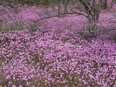 2011★花いっぱいワイルドフラワーの旅　再訪③