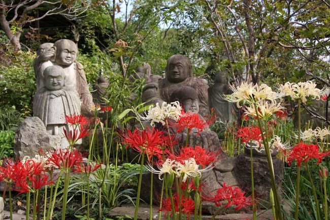 「花の寺」「河童の寺」として知られる神奈川県大和市・常泉寺、彼岸花が見頃を迎えたと知り、出掛けてみました。<br />ここ常泉寺は、春の「みつまた」が神奈川・花の名所百選にも選ばれているそうですが、失礼ながら神奈川に住んでいても全然知りませんでした。<br />